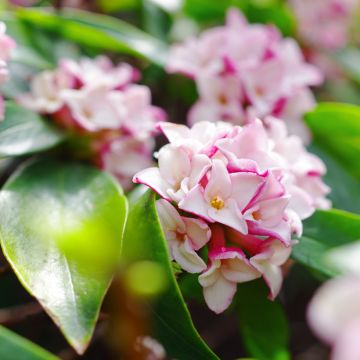 Daphne odora - Bois-joli odorant