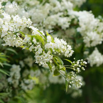 Deutzia gracilis - Deutzie