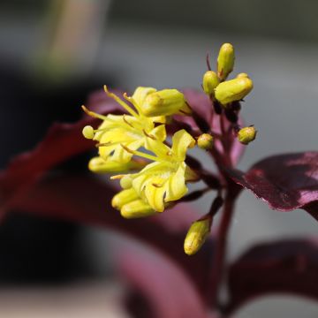Diervilla rivularis Troja Black - Diervillée