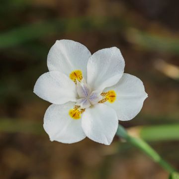 Dietes bicolor - Iris espagnol