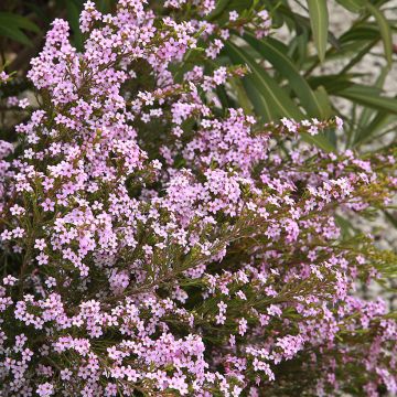 Diosma Pink Diamond