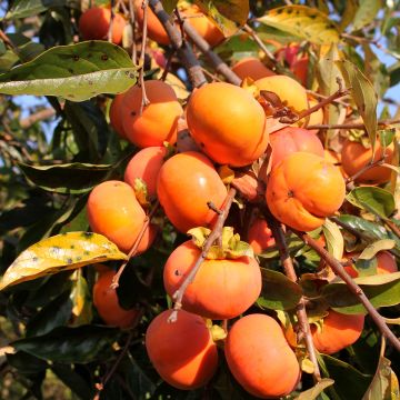 Plaqueminier, Kaki - Diospyros kaki Sharon