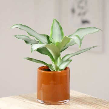 Dracaena Hawaii - Dragonnier 