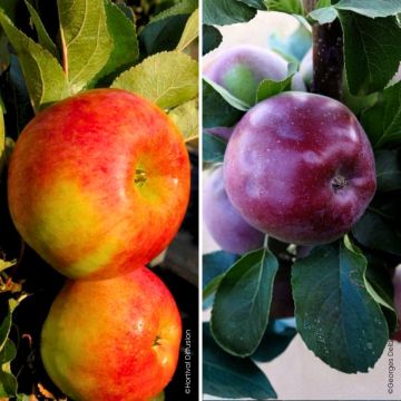 Duo pollinisateur de pommiers colonnaires pour petits espaces