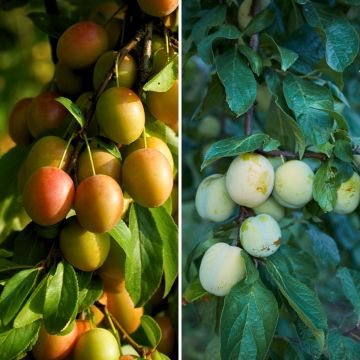 Duo pollinisateur reines claudes colorées en gobelet