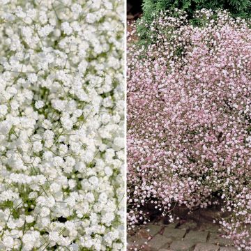 Duo Gypsophiles blanc et rose