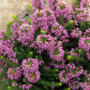 Erica cinerea C.G Best - Bruyère cendrée rose foncé