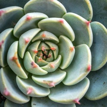 Echeveria lilacina