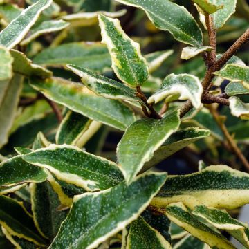 Elaeagnus pungens Hosuba Fukurin - Chalef panaché