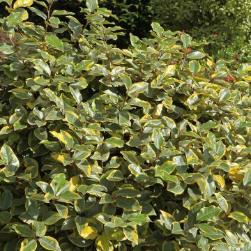 Elaeagnus x ebbingei Viveleg - Chalef