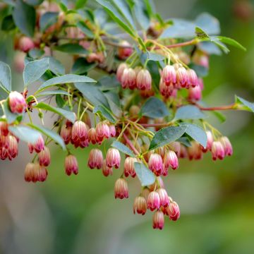 Andromède campanulée, Enkianthus campanulatus