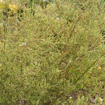 Epazote ou Thé Mexicain NT - Ferme de Sainte Marthe