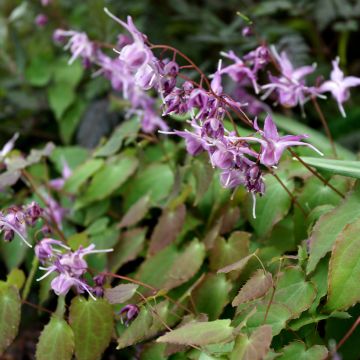 Epimedium grandiflorum Lilafee, fleur des elfes