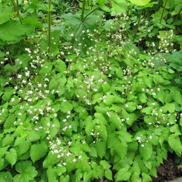 Epimedium grandiflorum Rubinkröne, Fleur des elfes