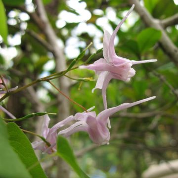 Epimedium grandiflorum f. violaceum, Fleur des elfes