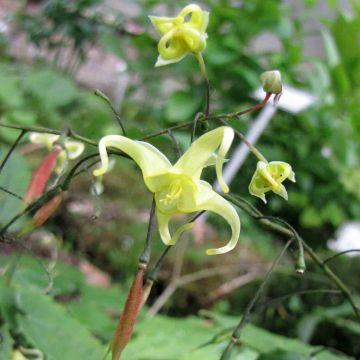 Epimedium illicifolium, Fleur des elfe