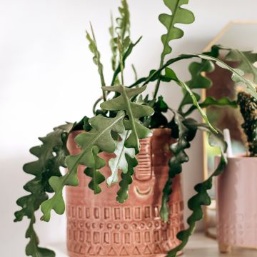 Epiphyllum anguliger - Cactus zig-zag