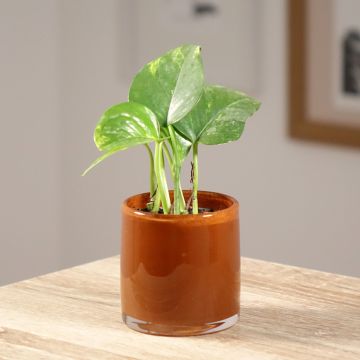 Epipremnum aureum - Pothos