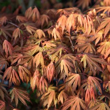 Erable du Japon - Acer palmatum Ukigumo