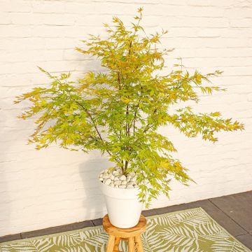 Érable du Japon - Acer palmatum Emerald Lace