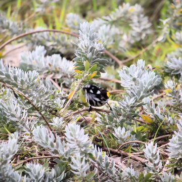 Eremophila maculata Aurea - Eremophile tacheté