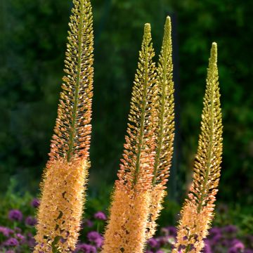 Eremurus Moneymaker - Lis des steppes