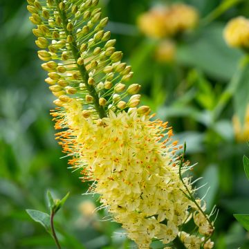 Eremurus Bungeï, Lis des steppes