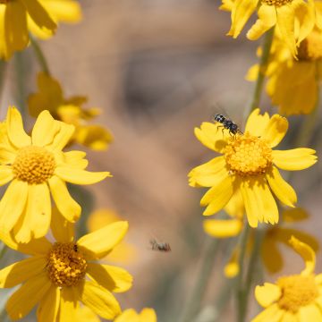 Eriophyllum lanatum ssp. arachnoideum