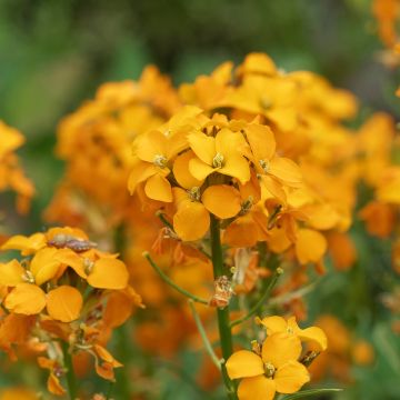 Erysimum Zwerg Mango - Fausse giroflée naine