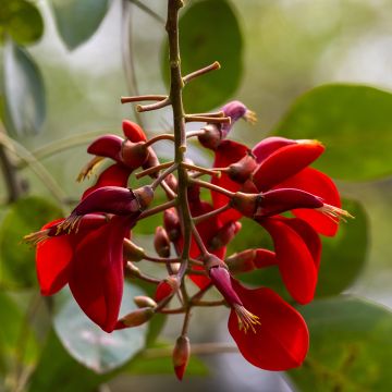 Graines d'Erythrine crête-de-coq - Erythrina crista-galli