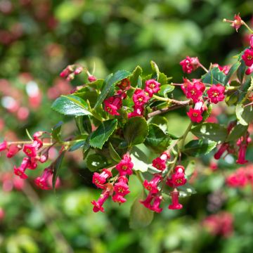 Escallonia rubra Crimson Spire