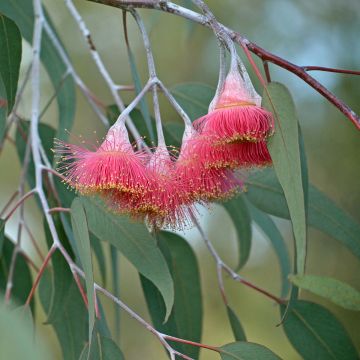 Eucalyptus caesia subsp magna - Gommier Princesse d'argent