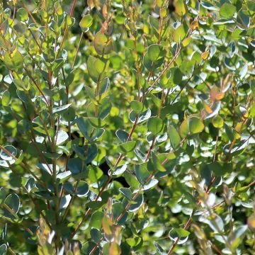 Eucalyptus Moon Lagoon - Mallée à fines feuilles
