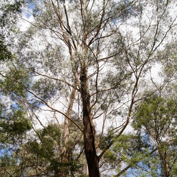Eucalyptus smithii - Gommier de Smith