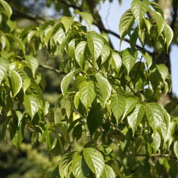 Camphrier - Cinnamomum camphora