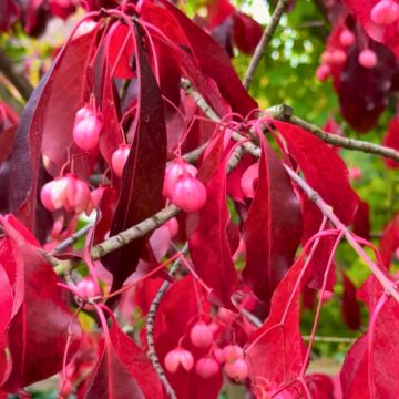 Euonymus grandiflorus Red Wine - Fusain
