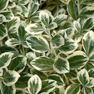 Euonymus japonicus Kathy - Fusain du Japon