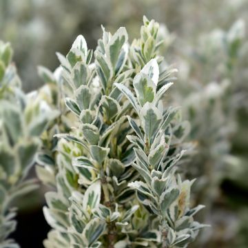 Euonymus japonicus White Spire - Fusain du Japon