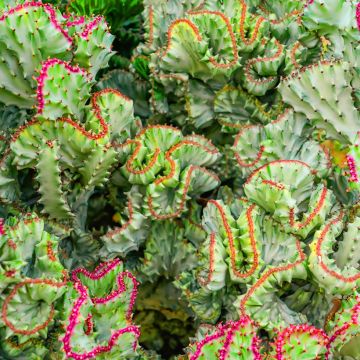 Euphorbia lactea Cristata - Euphorbe lactée