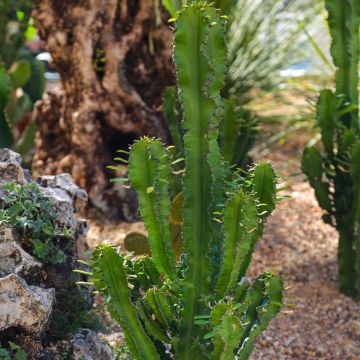 Euphorbia trigona - Euphorbe cactus