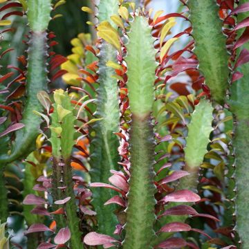 Euphorbia trigona f. rubra - Euphorbe cactus