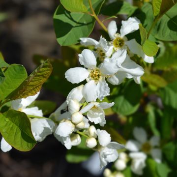 Exochorda serratifolia Snow White - Arbre aux perles