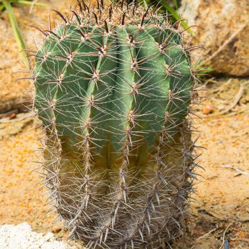 Ferocactus emoryi - Cactus tonneau rouge