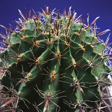 Ferocactus horridus - Cactus tonneau