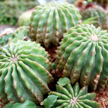 Echinopsis subdenudata