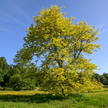 Févier d'Amèrique doré - Gleditsia triacanthos Sunburst