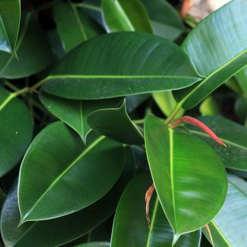 Ficus Melany - Caoutchouc