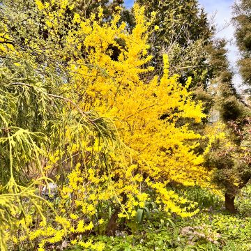 Forsythia intermedia Spectabilis - Mimosa de Paris