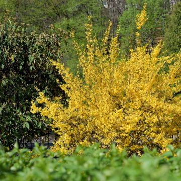 Forsythia intermedia Week-end - Mimosa de Paris
