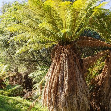 Fougère arborescente - Dicksonia fibrosa, tronc de 15/25cm